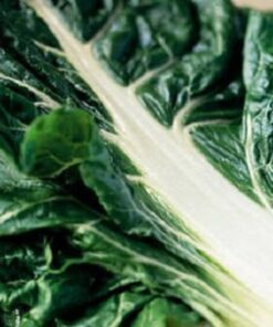 300 Fordhook GIANT SWISS CHARD (Perpetual Spinach) Beta Vulgaris Cicla Vegetable Seeds