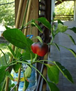 Alternative view of 100 Red CHERRY HOTS Pepper (Finger Hots