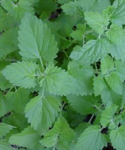 Alternative view of 200 Lemon LEMONY CATNIP Nepeta Cataria Citrodoria Herb Flower Seeds