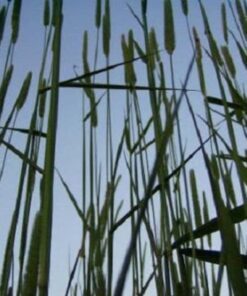 500 DERBY TIMOTHY GRASS Ornamental Phleum Pratense Seeds Comb S/H