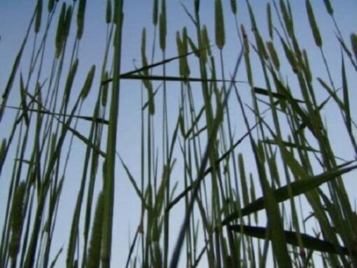 500 DERBY TIMOTHY GRASS Ornamental Phleum Pratense Seeds Comb S/H
