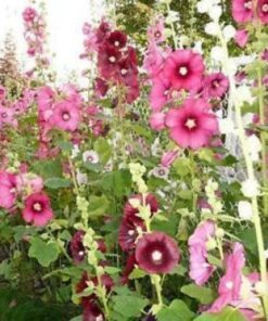 50 Mixed Colors HOLLYHOCK KING HENRY Viii Mix Alcea Rosea Flower Seeds