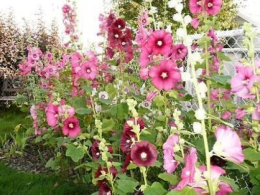 50 Mixed Colors HOLLYHOCK KING HENRY Viii Mix Alcea Rosea Flower Seeds