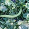 10 SNAKE GOURD Multicolored Craft Gourd Lagenaria Siceraria Vine Seeds