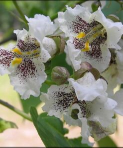 Alternative view of 50 Flowering NORTHERN CATALPA Speciosa TREE Seeds (aka Western Catalpa or Catawba / Indian Cigar / Fish Bait)