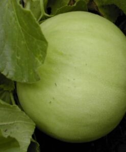 Alternative view of 150 HONEYDEW GREEN FLESH Cucumis Melo Inodorus Melon Fruit Seeds