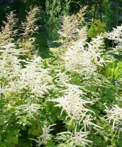 Alternative view of 50 WHITE GOATS BEARD (like Astilbe) Aruncus Dioicus Flower Seeds