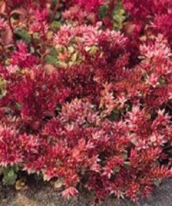 Alternative view of 50 Red DRAGONS BLOOD SEDUM Stonecrop Sedum Spurium Flower Seeds