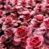 50 Red DRAGONS BLOOD SEDUM Stonecrop Sedum Spurium Flower Seeds