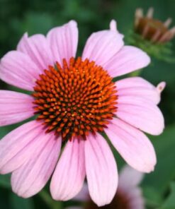 Alternative view of 50 PINK BABY CONEFLOWER Echinacea Pallida Flower Seeds *Combined S/H