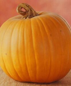 Alternative view of 50 JACK O LANTERN PUMPKIN Cucurbita Maxima Vegetable Seeds