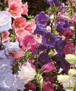 150 Mixed Colors CUP & SAUCER (Canterbury Bells) Campanula Medium Flower Seeds