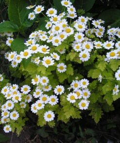 Alternative view of 300 FEVERFEW Tanacetum Parthenium Herb Flower Seeds