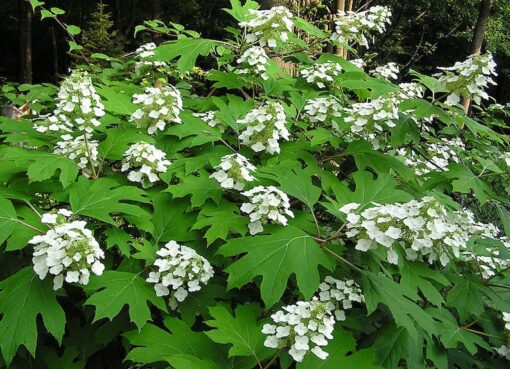 40 White OAK LEAF HYDRANGEA Quercifolia Shrub Flower Seeds Comb S/H