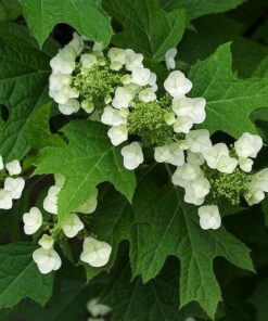 Alternative view of 40 White OAK LEAF HYDRANGEA Quercifolia Shrub Flower Seeds Comb S/H