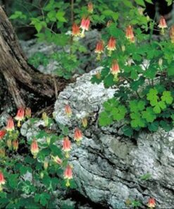 Alternative view of 100 WILD/ CANADIAN COLUMBINE Aquilegia Canadensis Flower Seeds