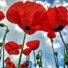 500 ORIENTAL RED Mix POPPY Papaver Orientale Flower Seeds