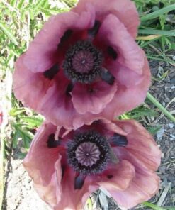 Alternative view of 1000 MIXED Colors ORIENTAL POPPY Papaver Orientale Flower Seeds