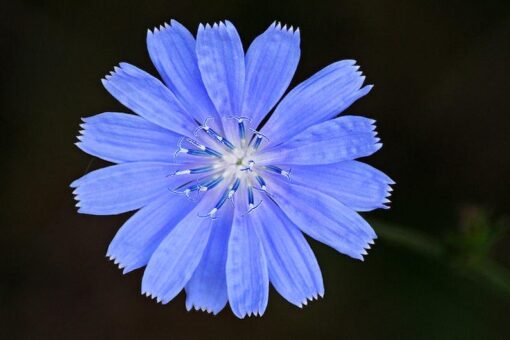 1000 CHICORY (Blue Daisy / Blue Sailors / Coffeeweed / Succory) Chicorium Cicorium Intybus Flower Herb Seeds