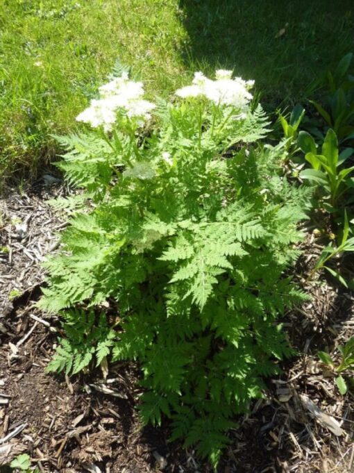 500 WHITE ANISE Pimpinella Anisum HERB Flower Seeds