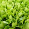 3000 Loose Leaf Green GRAND RAPIDS LETTUCE Lactuca Sativa Vegetable Seeds
