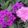 200 Pink & Purple MOSS VERBENA Verbena Tenuisecta Fragrant Hummingbird Flower Seeds