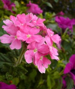 Alternative view of 200 Pink & Purple MOSS VERBENA Verbena Tenuisecta Fragrant Hummingbird Flower Seeds