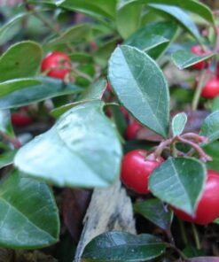 Alternative view of 20 Creeping WINTERGREEN / TEABERRY Gaultheria Procumbens Evergreen Flower Seeds