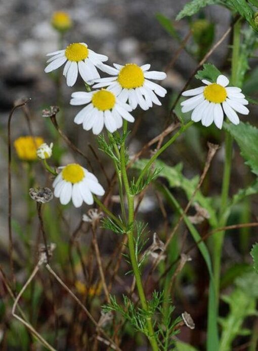 1000 GERMAN CHAMOMILE Matricaria Recutita Chamomilla Herb Flower Seeds