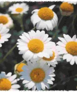 Alternative view of 500 ROMAN CHAMOMILE Chamaemelum Nobile Herb Flower Seeds
