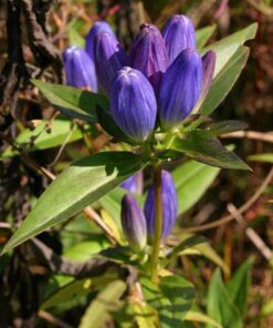 Alternative view of 200 BOTTLE GENTIAN (Closed or Blind Gentian / Cloistered Heart) Gentiana Andrewsii Flower Seeds