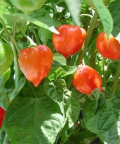 Alternative view of 50 Hot ORANGE HABANERO PEPPER Capsicum Chinense Vegetable Seeds