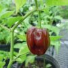 50 Hot BROWN HABANERO PEPPER Capsicum Chinense Seeds