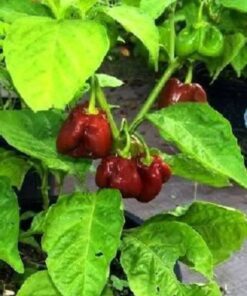 Alternative view of 50 Hot BROWN HABANERO PEPPER Capsicum Chinense Seeds