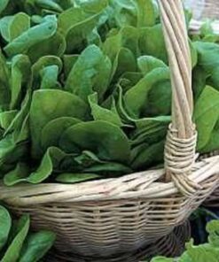 Alternative view of 1500 BLOOMSDALE SPINACH Spinacia Oleracea Vegetable Seeds