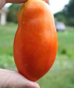 Alternative view of 500 ITALIAN ROMA TOMATO Lycopersicon Lycopersicum Fruit Vegetable Seeds