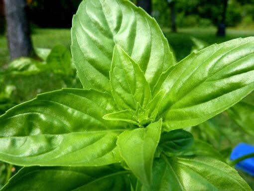 1500 LEMON BASIL Ocimum Basilicum HERB Flower Seeds