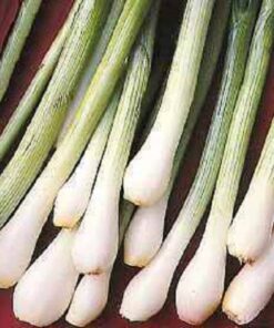 Alternative view of 500 SOUTHPORT White Globe BUNCHING ONION Allium Cepa Vegetable Seeds