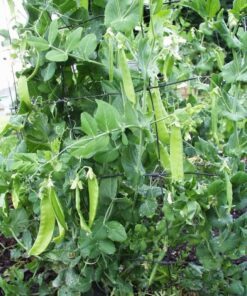 Alternative view of 50 SNOW PEA Pisum Sativum Vegetable Seeds *Comb S/H