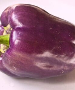 Alternative view of 75 PURPLE BEAUTY PEPPER ( Sweet Mild Bell ) Capsicum Annuum Vegetable Seeds