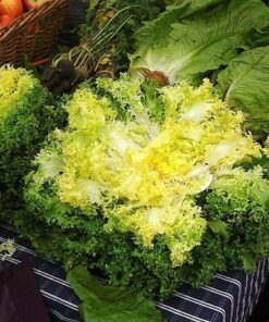 Alternative view of 3000 GREEN CURLED ENDIVE (Salad Endive / Moss Curled Endive / Escarole) Cichorium Endiva Vegetable Seeds