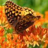 30 ORANGE BUTTERFLY MILKWEED Asclepias Flower Seeds