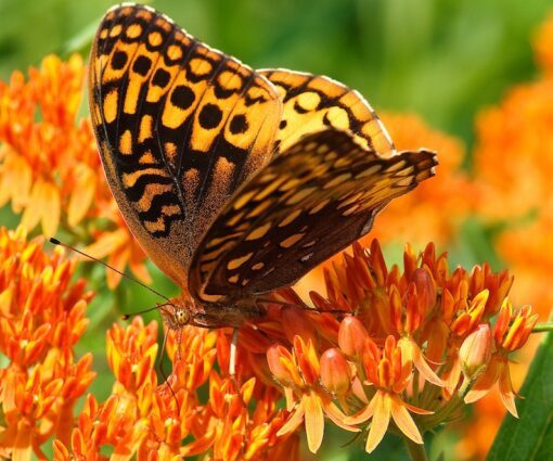 30 ORANGE BUTTERFLY MILKWEED Asclepias Flower Seeds
