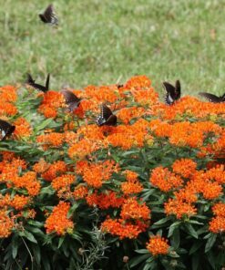 Alternative view of 30 ORANGE BUTTERFLY MILKWEED Asclepias Flower Seeds