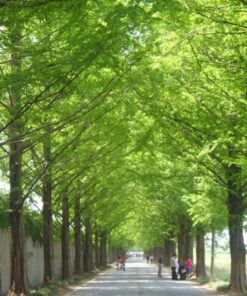 Alternative view of 20 DAWN REDWOOD Tree Metasequoia Glyptostroboides Conifer Seeds Comb S/H
