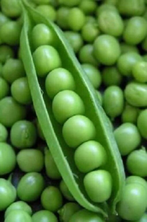 50 Super SUGAR SNAP PEA Pisum Sativum Macrocarpon Vegetable Seeds