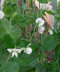 Alternative view of 50 Super SUGAR SNAP PEA Pisum Sativum Macrocarpon Vegetable Seeds