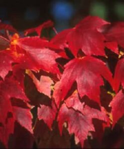 Alternative view of 25 Scarlet CAROLINA RED MAPLE Tree Acer Rubrum Seeds