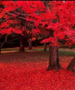 25 Scarlet CAROLINA RED MAPLE Tree Acer Rubrum Seeds