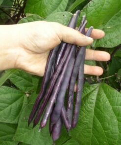 Alternative view of 40 Royal PURPLE POD BEAN Phaseolus Vulgaris Vegetable Seeds